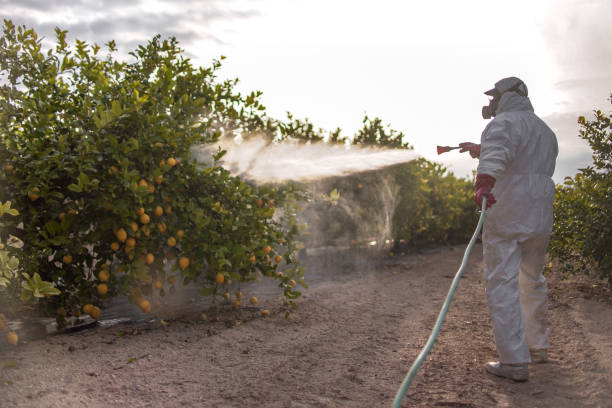 Best Best Pest Control Companies  in Nassau Village Ratliff, FL
